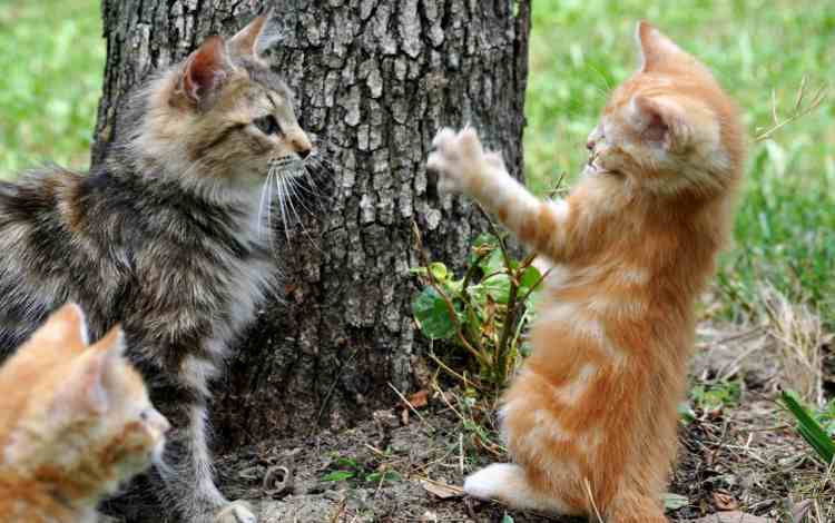 Two Cats