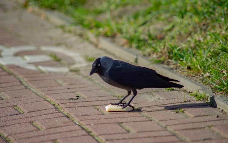 Clever Crow