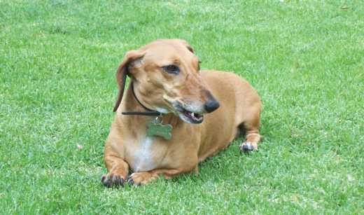 Dog