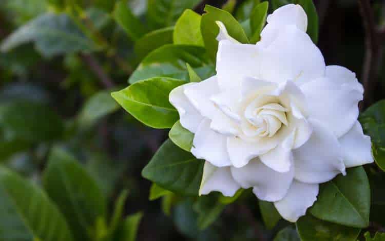 Gardenia Flower Jasminoides Blooming