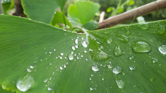 Water Drops on Leaf