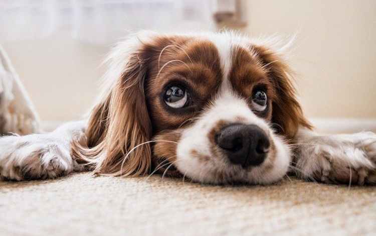 Pet