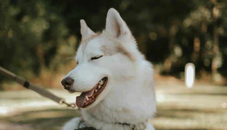 Pets Inspire Healthier Habits