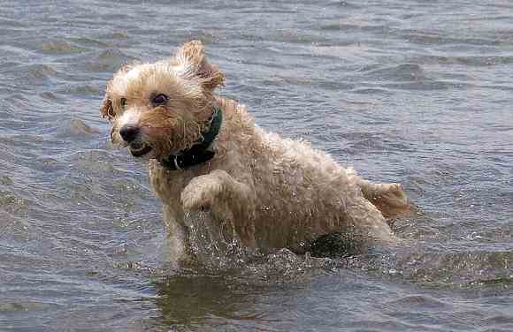 Swimming Dog